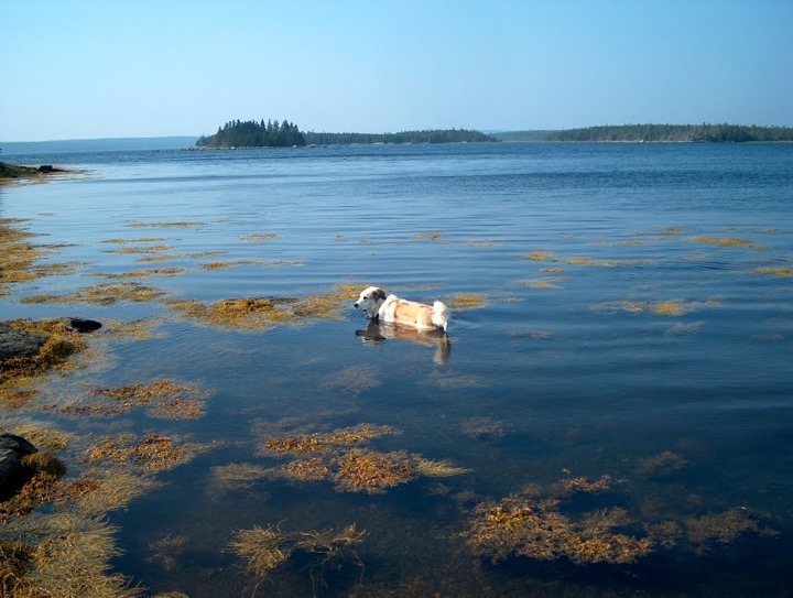 Whalebone Island bridge