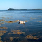 keeping cool at sober island bridge 2.jpg